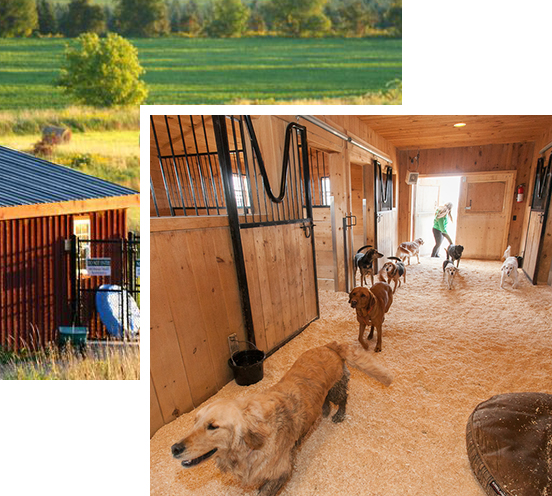 Camp Cookstown Dog Boarding Camp Barrie, Cookstown, GTA